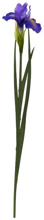 Iris Stem - 24.5 Inches