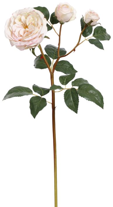 Cabbage Rose  X3 - 23 Inches