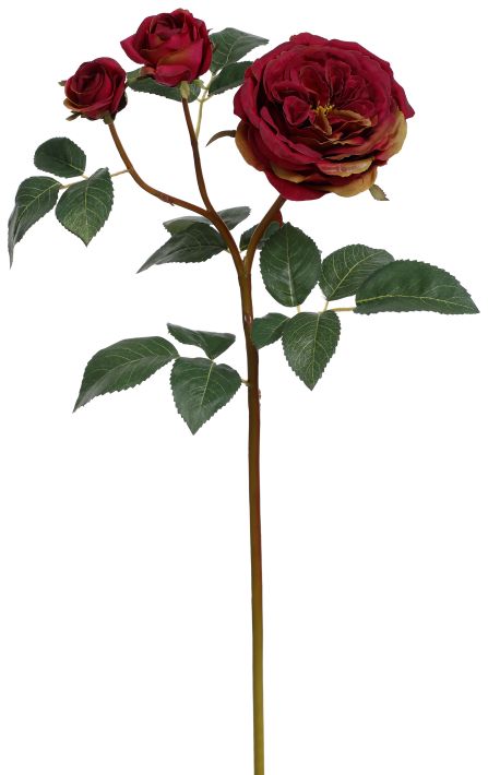 Cabbage Rose X3 - 23 Inches