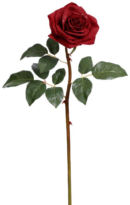 Prize Rose, Small - 20 Inches