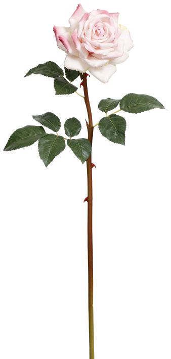 Prize Rose, Large, 25 Inches
