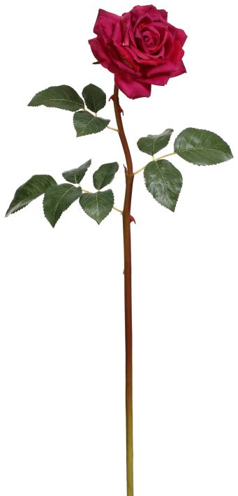 Prize Rose, Large, 25 Inches