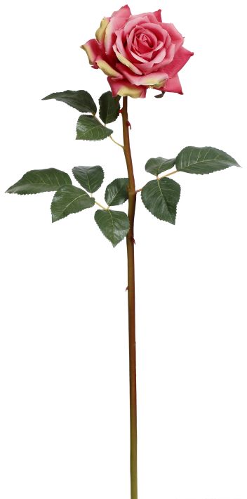 Prize Rose, Large, 25 Inches