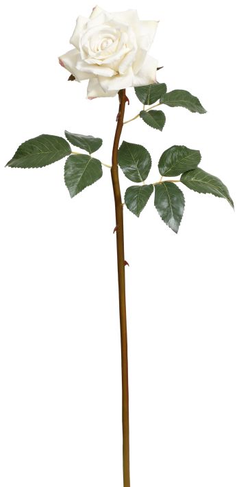Prize Rose, Large, 25 Inches