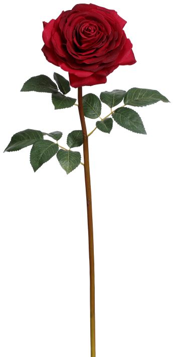 Mature Rose - 25.5 Inches