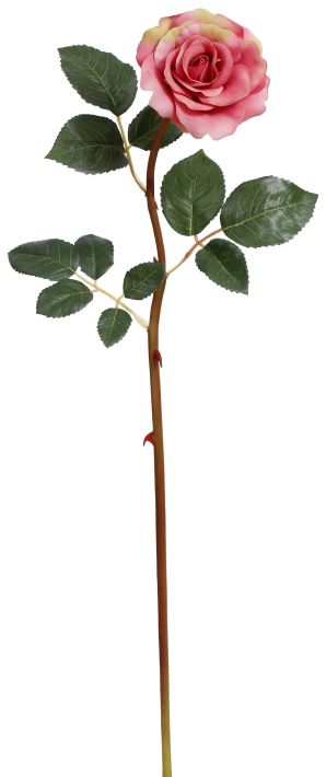 Tea Rose -21 Inches