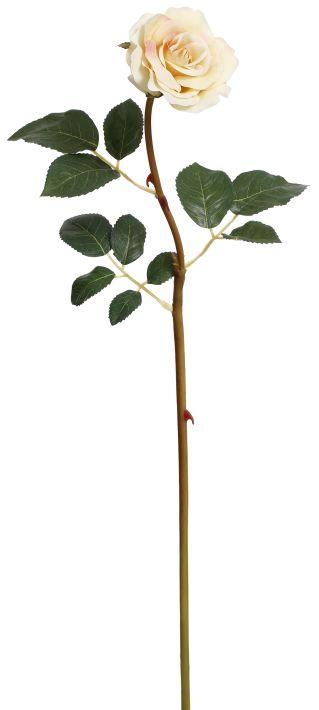Tea Rose -21 Inches
