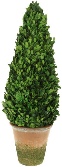 Boxwood Topiary Cone - 31 Inches
