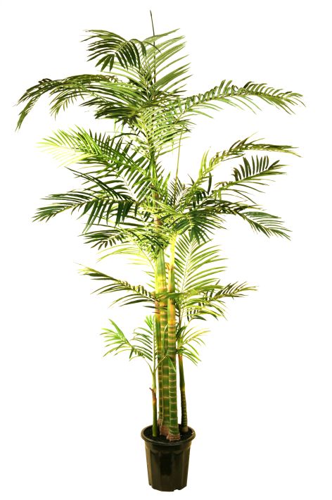 Oasis Palm Tree - 7 Feet